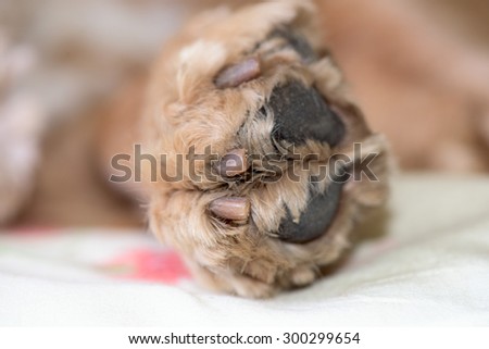dog paw  macro close up detail