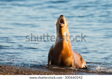 patagonia sea lion portrait seal while roaring on the beach