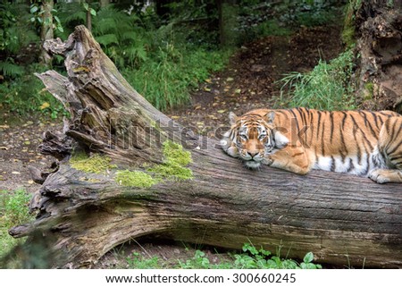Siberian tiger ready to attack looking at you in the forest background