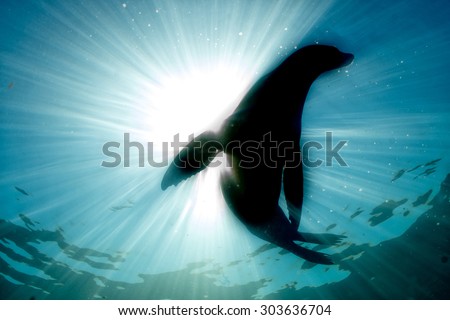 Californian sea lion silhouette underwater