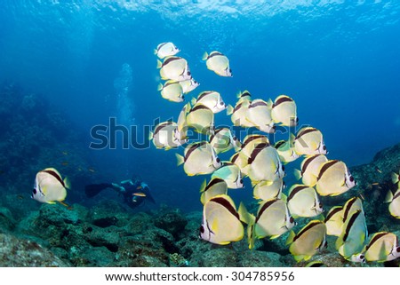 family of angel fish in the reef background
