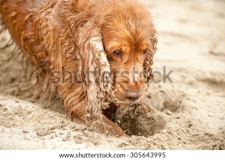 Baby English cocker spaniel dog playing on the beach