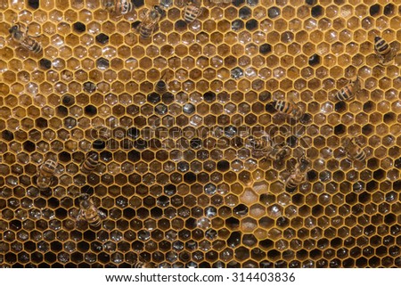 bees inside beehive while making honey detail
