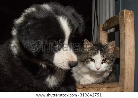 border collie puppy dog portrait with a cat sitting on a chair