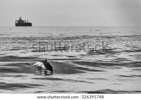dolphin jumping outside the sea