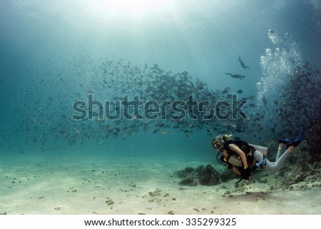 cormorant while fishing underwater in bait ball in the deep blue sea