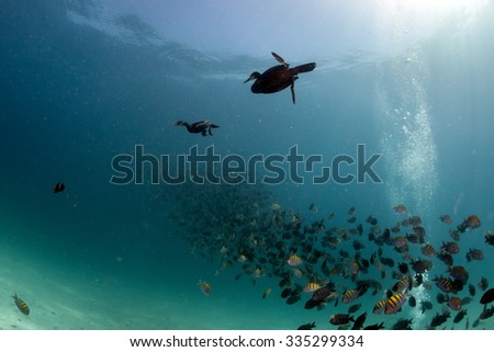 cormorant while fishing underwater in bait ball in the deep blue sea