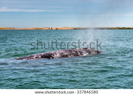 grey whale mother and calf in the Pacific ocean