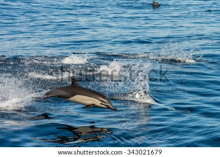 common dolphin jumping outside the pacific ocean in California
