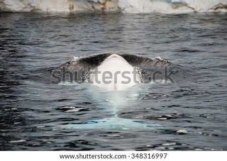 Beluga whale white dolphin portrait while coming to you
