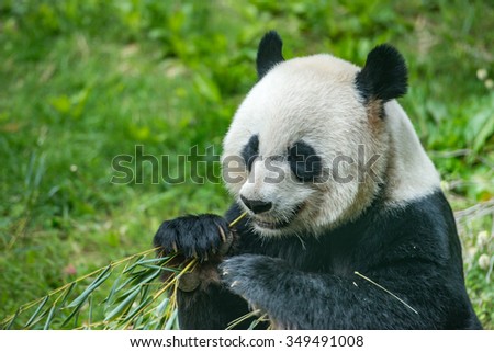 giant panda while eating bamboo close up portrait