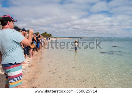 MONKEY MIA, AUSTRALIA - AUGUST, 28, 2015- wild dolphins near the shore get in touch with humans near the shore in West Australia famous Monkey Mia beach