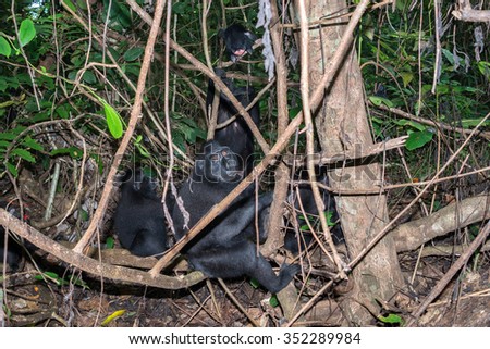 Celebes Sulawesi endemic crested black macaque family ape portrait