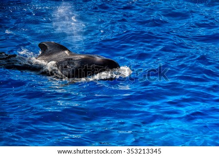 black pilot whale while swimming in the deep blue sea