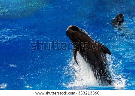 black pilot whale while jumping outside the deep blue sea