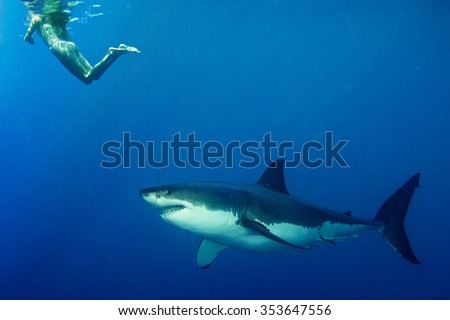 Great white shark ready to attack a girl while snorkeling