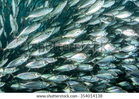 inside a giant sardines school of fish bait ball