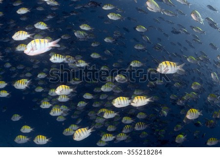 inside a Sergeant fish bait ball underwater on the deep blue ocean background