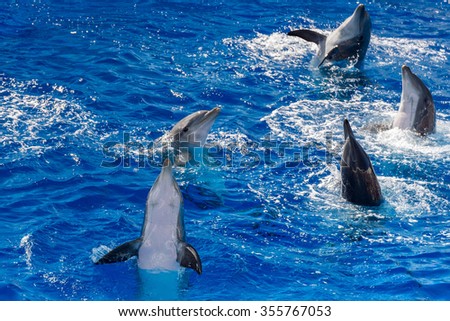 common dolphin jumping outside the pacific ocean in California