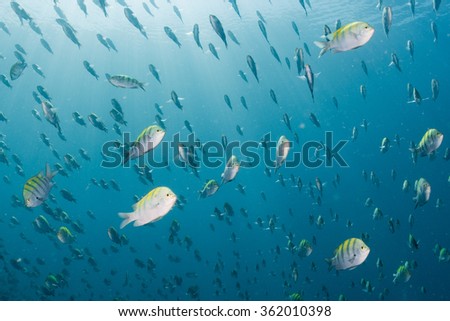 inside a Sergeant fish bait ball underwater on the deep blue ocean background