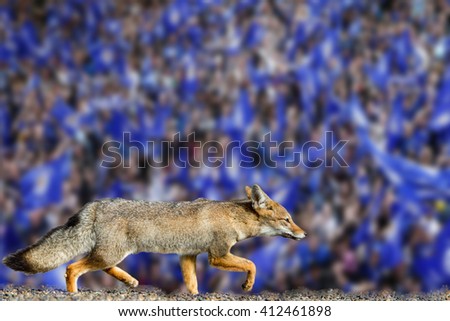 Blue fox leicester city football club premier league champions 2016