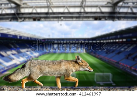 Blue fox leicester city football club premier league champions 2016