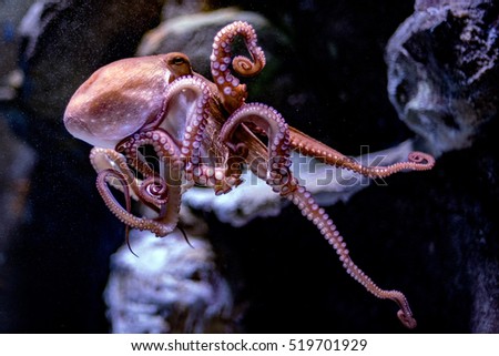 octopus underwater close up portrait detail hunting on the rocks