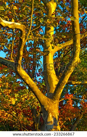 Close up photo of sycamore tree trunk. The tree trunk in sunset lights.