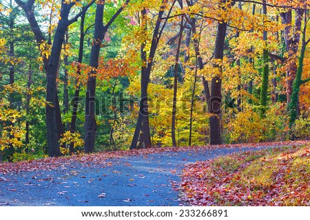 A walkway along deciduous trees in autumn. Colorful trees foliage in National Arboretum, Washington DC.
