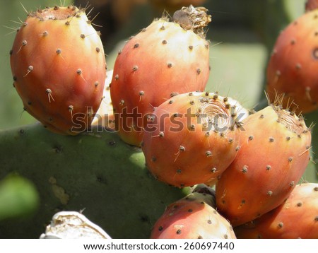 Close up of growing thorny cactus fruits. Cactus plant with ripe orange fruits.