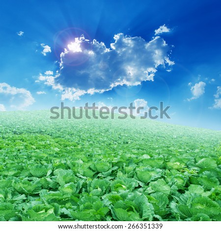Vegetables fields and blue sky