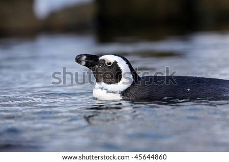 dwarf penguin