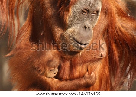 mother orangutan with her cute baby mother orangutan with her cute baby