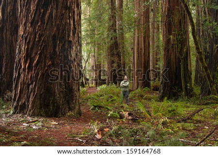 A Man Looks up at a Redwood Tree in the Stout Grove of Jedediah Smith Redwoods State Park.