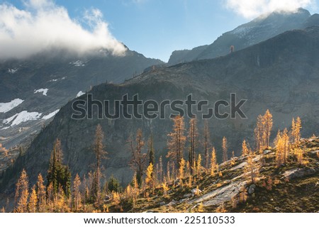 Larches on the Lake Ann / Maple Pass trail in the North Cascades of Washington State.