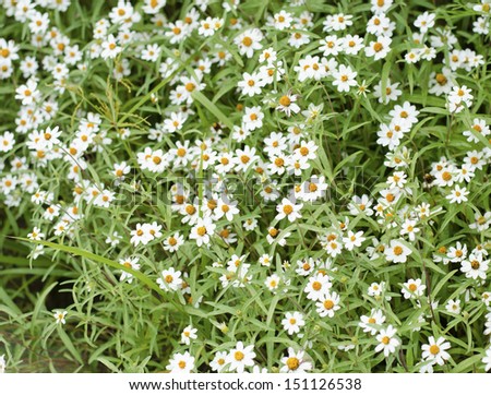 Blooming white star flowers in the nature scene. White daisy.
