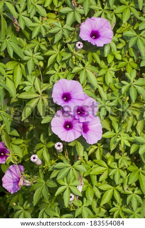 Beautiful Purple flowering vine in the garden.