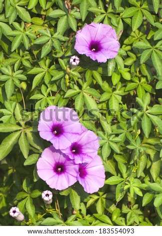 Beautiful Purple flowering vine in the garden.