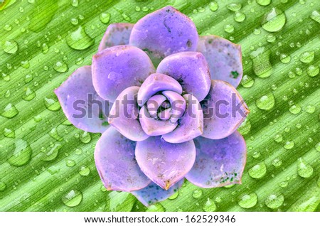 violet sedum on green water drops background