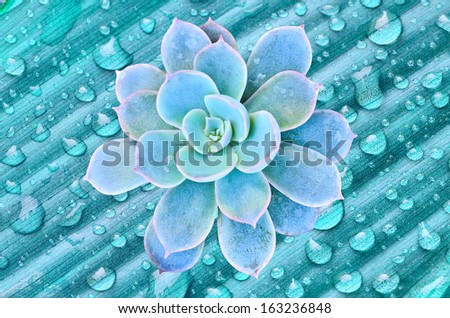 Blue flowering cactus on blue leave water drops