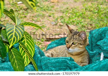 Bengal cat look anything