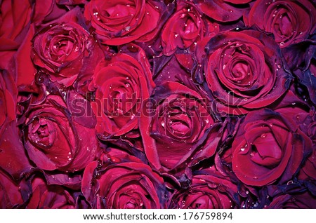 dark red with droplets Red natural roses background