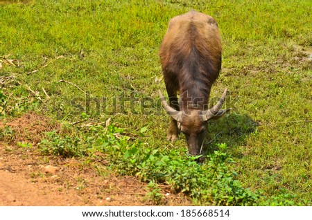 water buffalo eating grass in a field