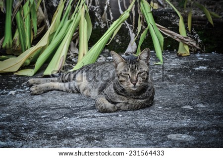 Domestic cat lying in a garden with vintage light