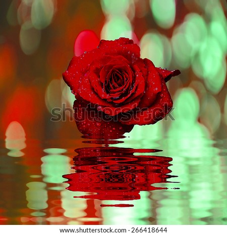 red rose with water drops and reflect in water
