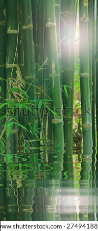 Bamboo with reflect in water
