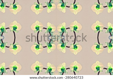 Green Phalaenopsis on cream color background