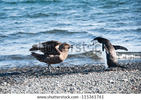 Penguin Fighting