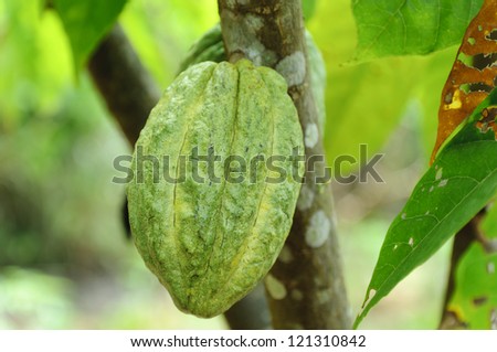 Cocoa pod on a tree of a plantation of Borneo,Malaysia.