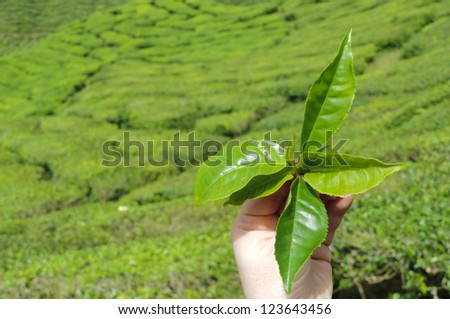 Hand from a women to hold tea leafs in background from the tea plantation.